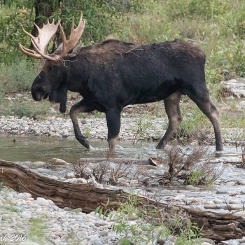 Bull moose, photo courtesy of Sharell Katibah